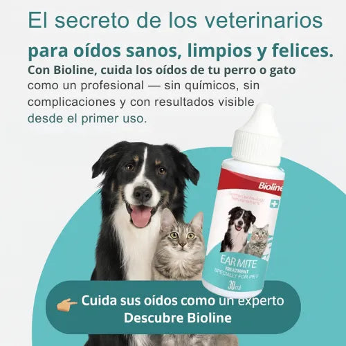 Limpieza en Orejas de Mascotas