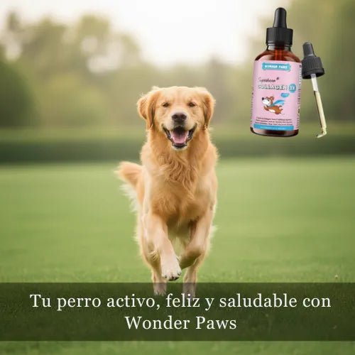 Aumenta las Defensas de tus Mascotas.